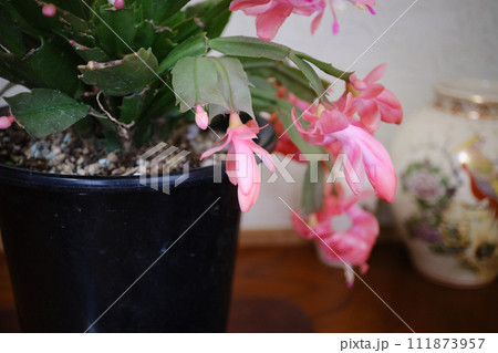 和室のシャコバサボテン 和室のシャコバサボテン 111873957