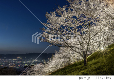 夜桜 Cherry blossoms at night 111874165