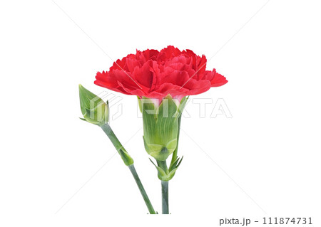 【カーネーション】 (深度合成) 111874731