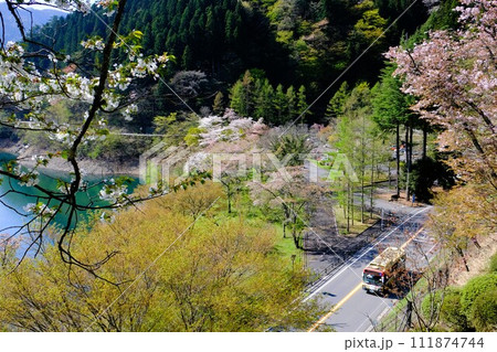 春の奥多摩湖、湖面や山並を背景に湖畔の桜が咲き誇る様子 111874744