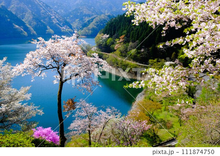 春の奥多摩湖、湖面や山並を背景に湖畔の桜が咲き誇る様子 111874750