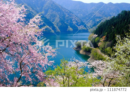 春の奥多摩湖、湖面や山並を背景に湖畔の桜が咲き誇る様子 111874772