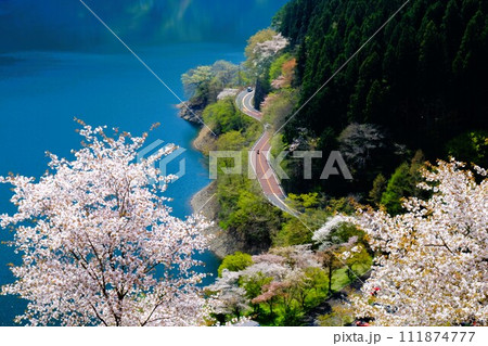 春の奥多摩湖、湖面や山並を背景に湖畔の桜が咲き誇る様子 111874777