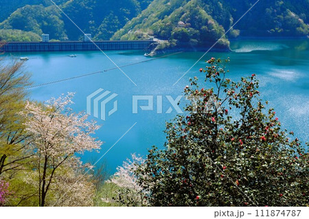 春の奥多摩湖、湖面や山並を背景に湖畔の桜が咲き誇る様子 111874787