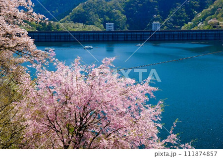 春の奥多摩湖、湖面や山並を背景に湖畔の桜が咲き誇る様子 111874857