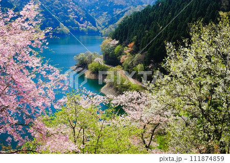 春の奥多摩湖、湖面や山並を背景に湖畔の桜が咲き誇る様子 111874859