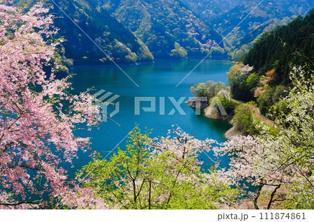 春の奥多摩湖、湖面や山並を背景に湖畔の桜が咲き誇る様子 春の奥多摩湖、湖面や山並を背景に湖畔の桜が咲き誇る様子 111874861
