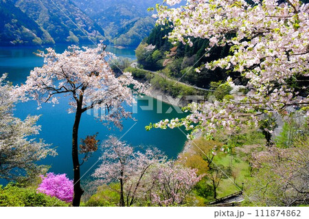春の奥多摩湖、湖面や山並を背景に湖畔の桜が咲き誇る様子 春の奥多摩湖、湖面や山並を背景に湖畔の桜が咲き誇る様子 111874862