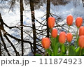 チューリップ 111874923