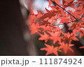 もみし 111874924