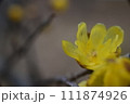 蝋梅 111874926