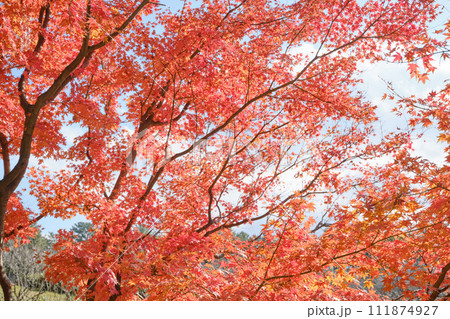 目の前に迫る赤い紅葉 111874927