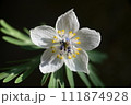 セツブンソウ 111874928