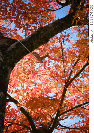 秋の赤い森のイメージ風景の写真素材 [111874929] - PIXTA