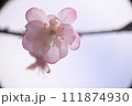 ショウガツザクラ 111874930