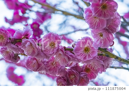 満開のピンク色の梅の花 満開のピンク色の梅の花 111875004