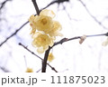 蝋梅 111875023