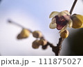 蝋梅 111875027