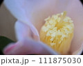 山茶花 111875030