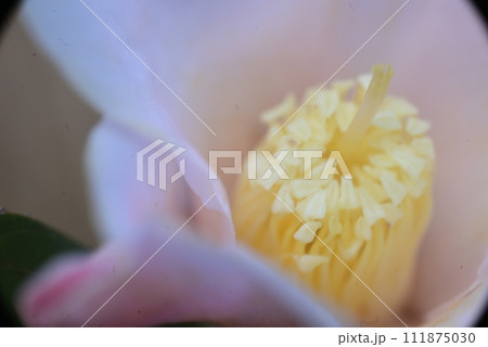 山茶花 111875030