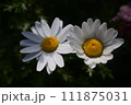 白い花 111875031