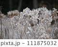 紫陽花 111875032