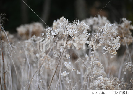 紫陽花 111875032