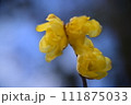 蝋梅 111875033