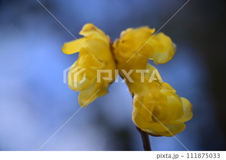 蝋梅 蝋梅 111875033