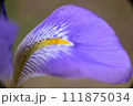 青い花 111875034
