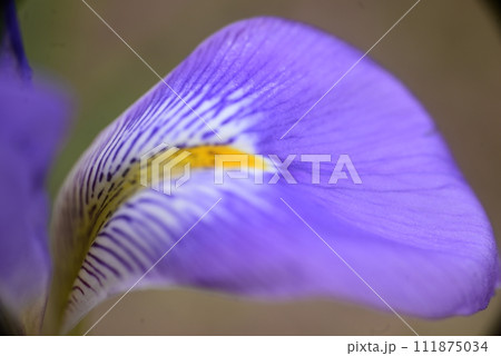 青い花 青い花 111875034