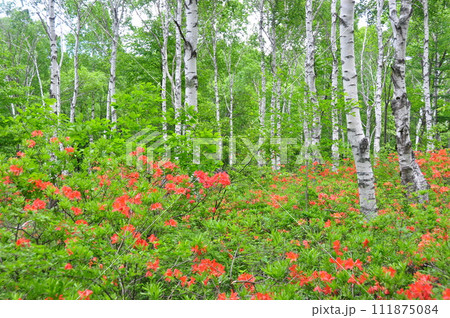初夏の八千穂高原 111875084