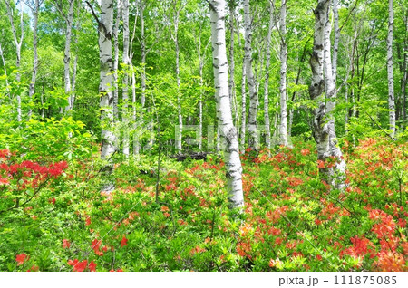 初夏の八千穂高原 111875085