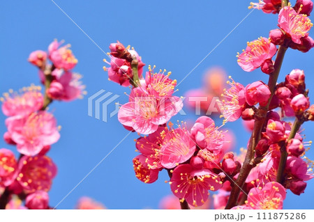 青空と満開の紅梅 青空と満開の紅梅 111875286