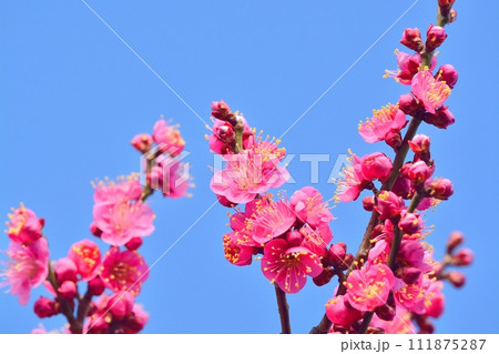 青空と満開の紅梅 111875287