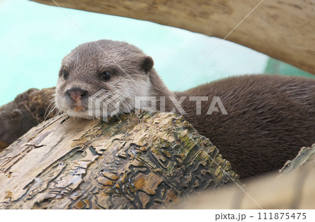コツメカワウソ 111875475