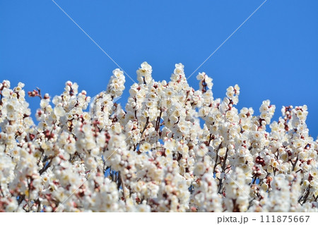 満開の白梅 111875667