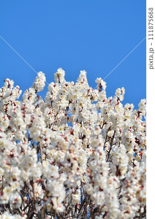 満開の白梅 満開の白梅 111875668