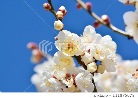 満開の白梅 111875678