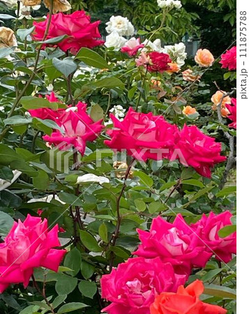 咲き乱れるバラの花 111875788