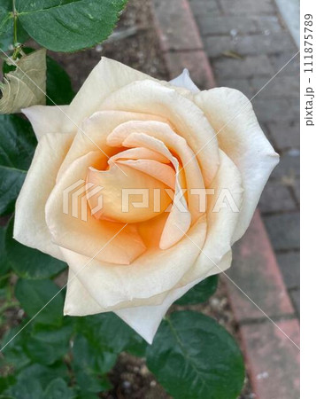 白い一輪のバラ 111875789