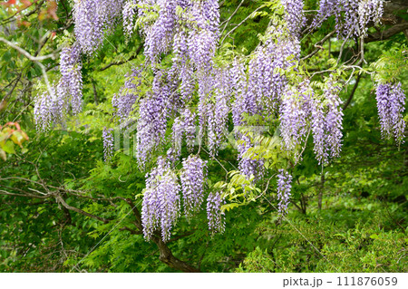 白河関跡　2023-5-14　＃82　 111876059