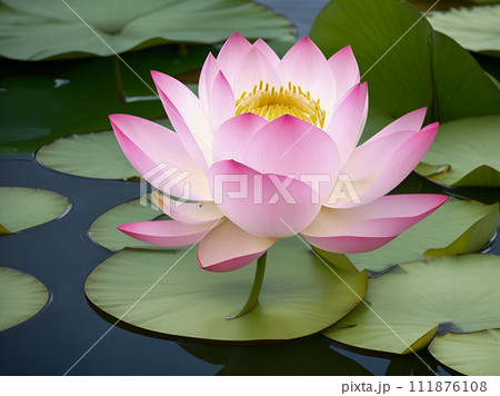 pink lotus flower in pond 111876108
