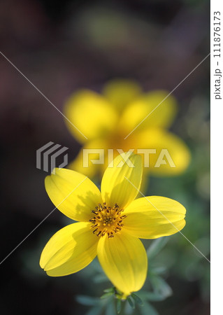 ビデンスの花 ビデンスの花 111876173