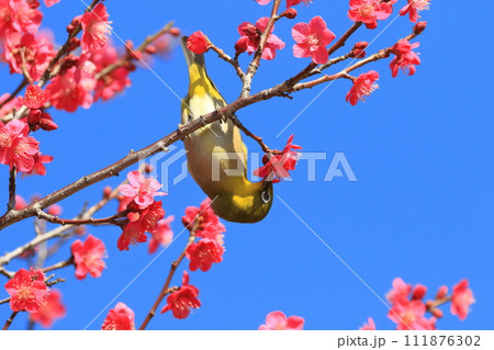 赤い梅「紅千鳥」の密を吸うメジロ 　　 　　　　 111876302