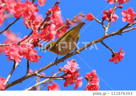 赤い梅「紅千鳥」の密を吸うメジロ 　　 　　　　 111876303