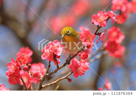赤い梅「紅千鳥」の密を吸うメジロ 　　 　　　　 111876304