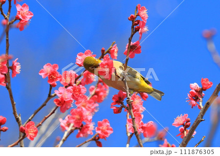 赤い梅「紅千鳥」の密を吸うメジロ 赤い梅「紅千鳥」の密を吸うメジロ 111876305