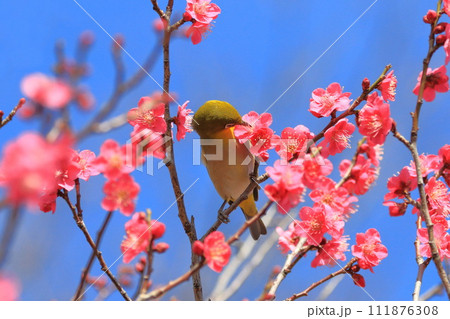 赤い梅「紅千鳥」の密を吸うメジロ 　　 　　　　 111876308