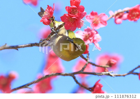 赤い梅「紅千鳥」の密を吸うメジロ 　　 　　　　 111876312